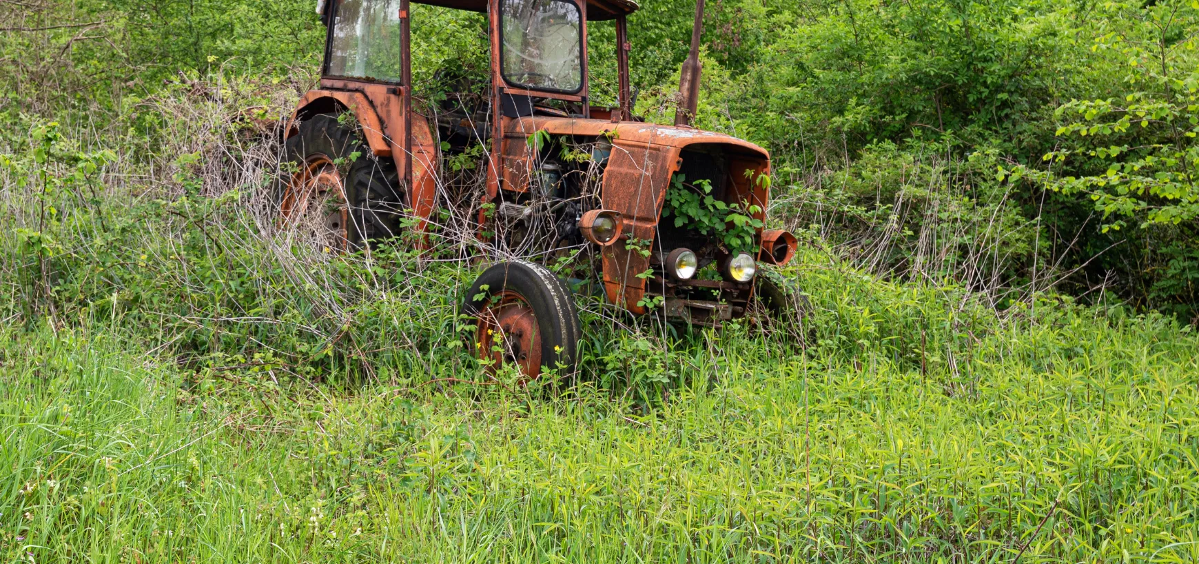 Overgrown land before clearing in Dallas TX with dense vegetation and debris